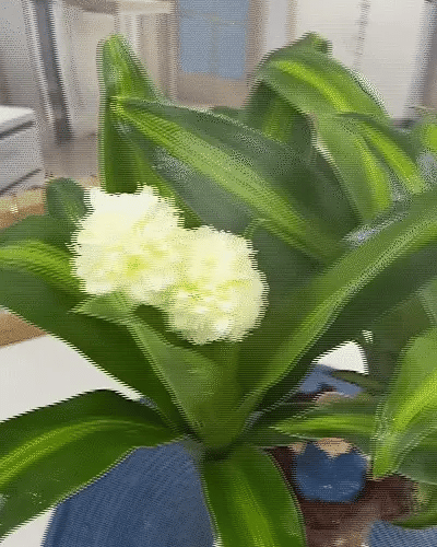 Brazilian Lucky Wood, Mini Home Plant | 📢 BUY 1 GET 1 FREE 🏷️