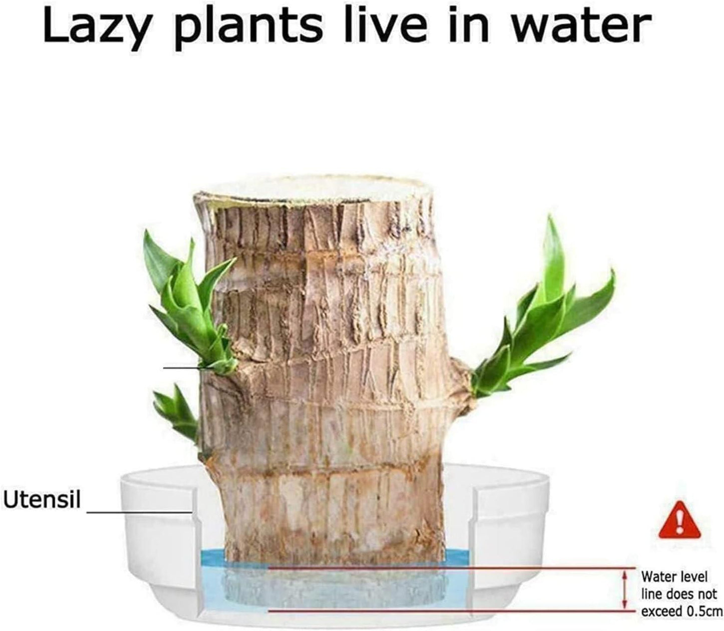 Brazilian Lucky Wood, Mini Home Plant | 📢 BUY 1 GET 1 FREE 🏷️