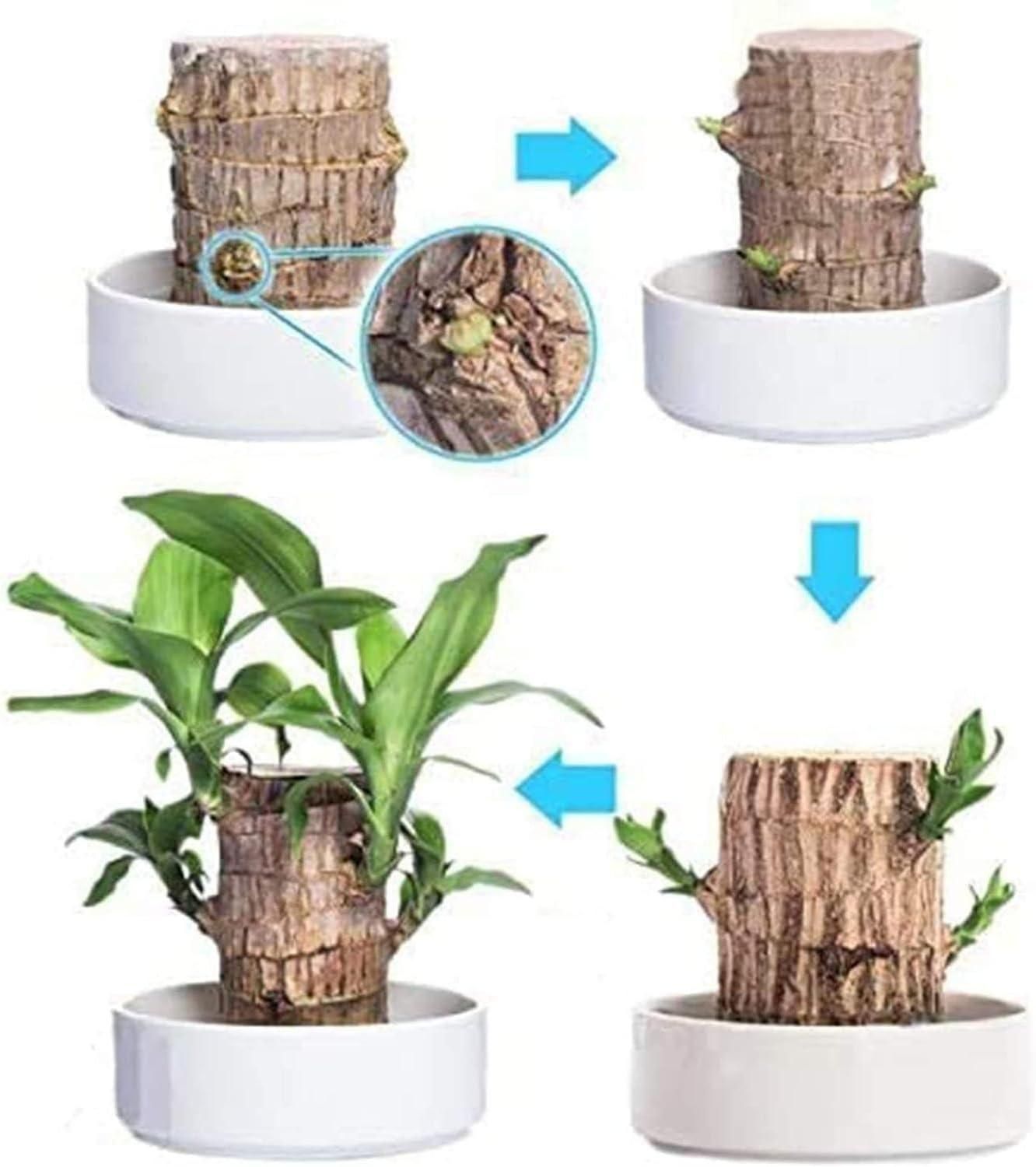 Brazilian Lucky Wood, Mini Home Plant | 📢 BUY 1 GET 1 FREE 🏷️