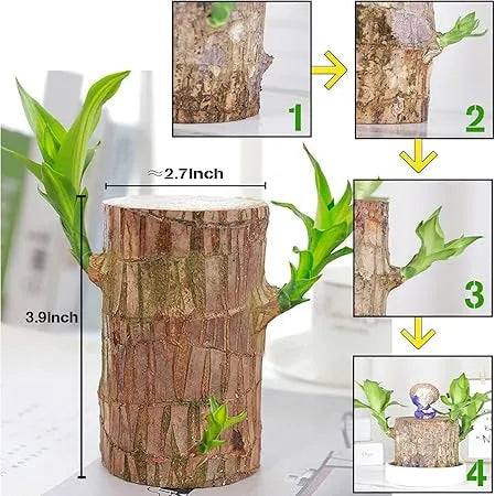 Brazilian Lucky Wood, Mini Home Plant | ๐ข BUY 1 GET 1 FREE ๐ท๏ธ