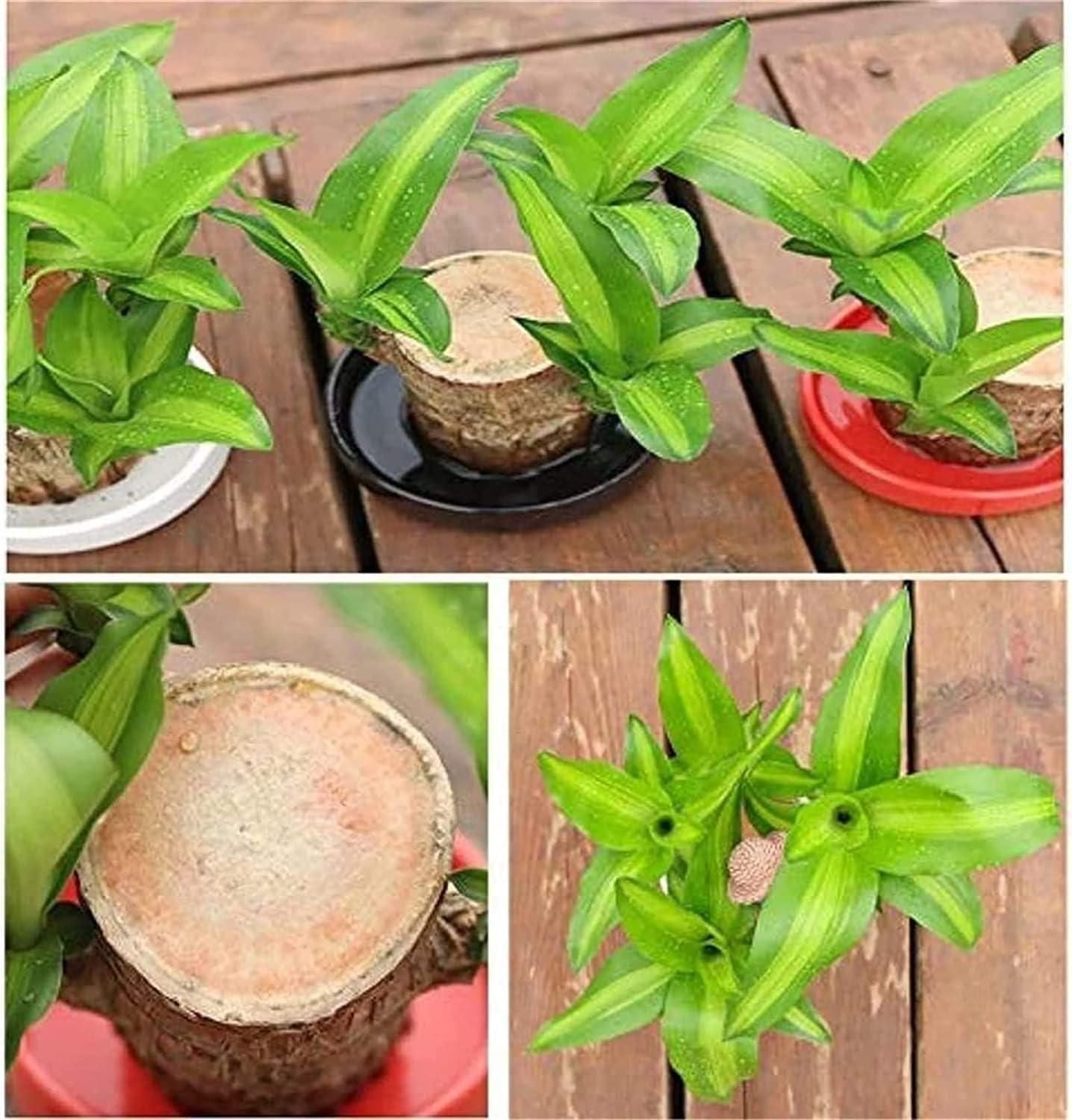 Brazilian Lucky Wood, Mini Home Plant | 📢 BUY 1 GET 1 FREE 🏷️