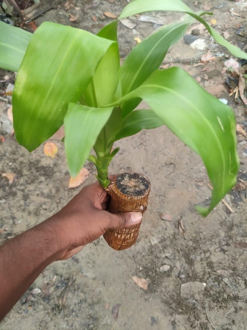 Brazilian Lucky Wood, Mini Home Plant | 📢 BUY 1 GET 1 FREE 🏷️
