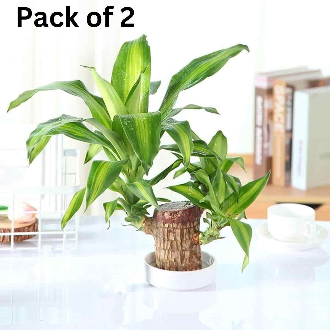 Brazilian Lucky Wood, Mini Home Plant | 📢 BUY 1 GET 1 FREE 🏷️