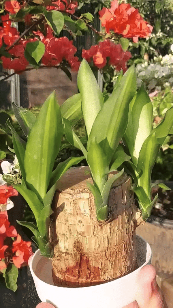 Brazilian Lucky Wood, Mini Home Plant | 📢 BUY 1 GET 1 FREE 🏷️