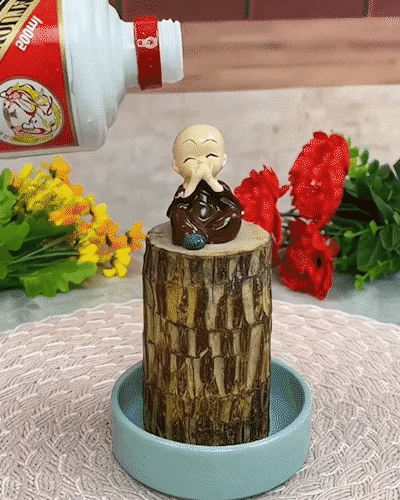 Brazilian Lucky Wood, Mini Home Plant | 📢 BUY 1 GET 1 FREE 🏷️