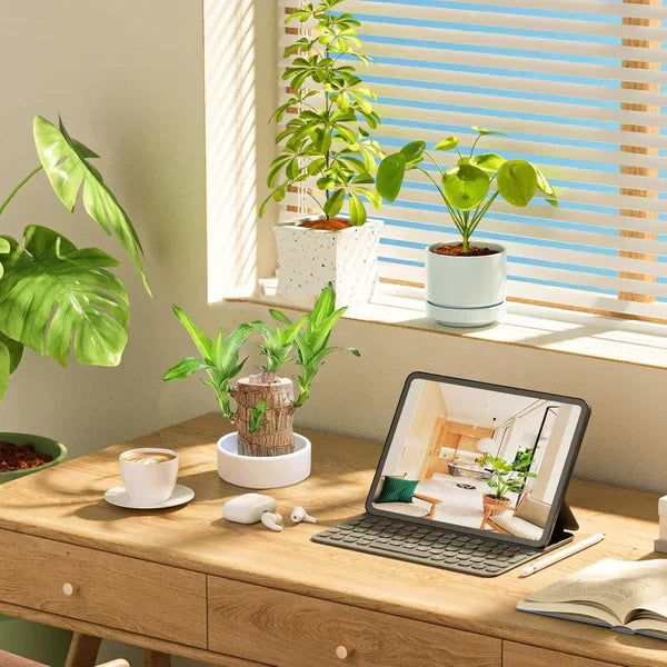 Brazilian Lucky Wood, Mini Home Plant | 📢 BUY 1 GET 1 FREE 🏷️