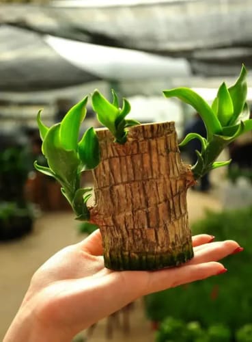 Brazilian Lucky Wood, Mini Home Plant | 📢 BUY 1 GET 1 FREE 🏷️