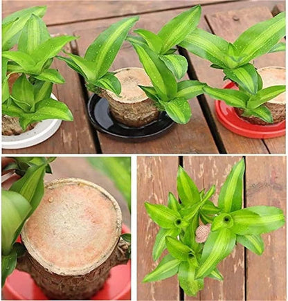Brazilian Lucky Wood, Mini Home Plant | 📢 BUY 1 GET 1 FREE 🏷️